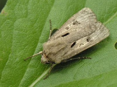 Agrotis (Agrotis) exclamationis