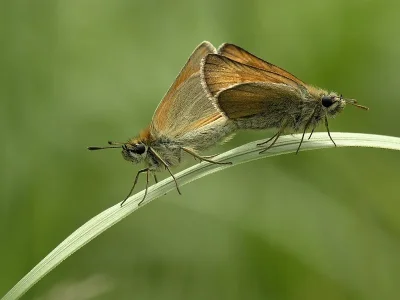 Thymelicus lineola