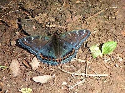 Limenitis populi