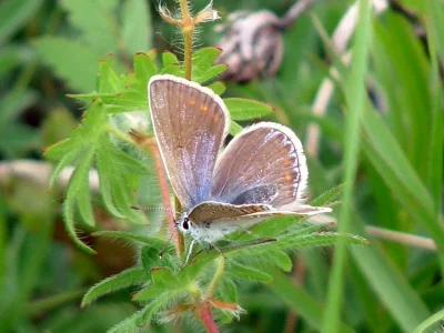 Polyommatus (Agrodiaetus) thersites