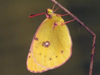 Colias alfacariensis
