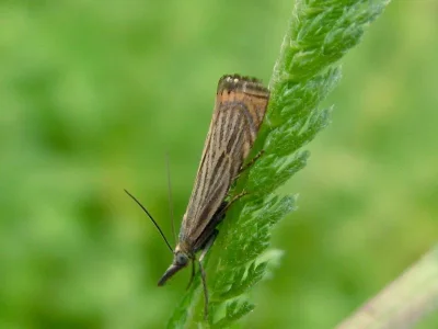 Chrysoteuchia culmella