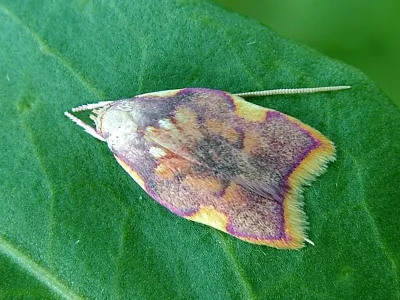 Carcina quercana