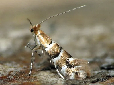 Phyllonorycter emberizaepenella