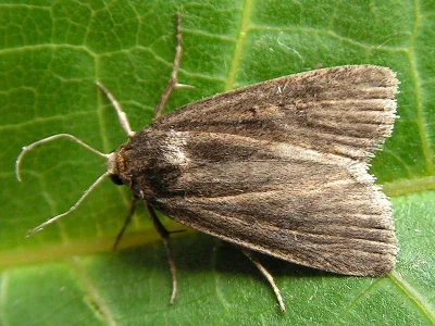 Gracilathetis lepigone