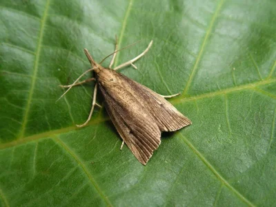 Chilo phragmitella
