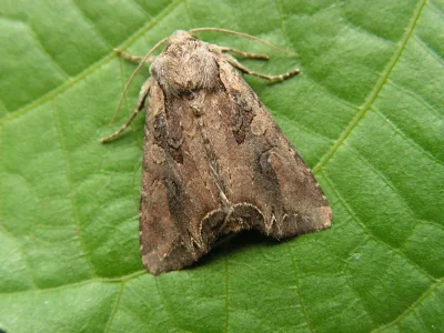 Lacanobia (Dianobia) suasa