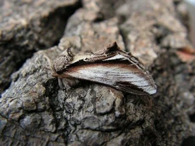 Pheosia gnoma