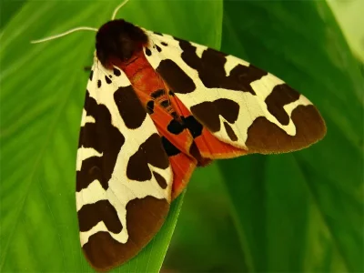 Arctia caja