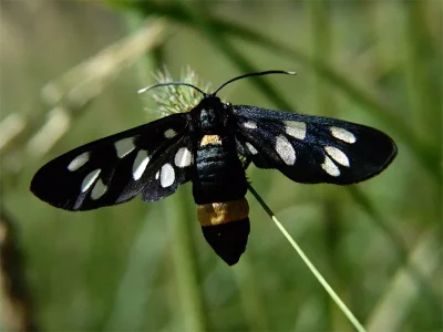 Amata (Syntomis) phegea