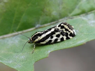 Acontia (Emmelia) trabealis