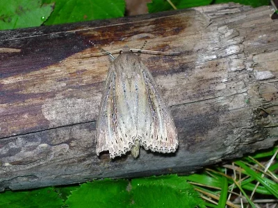 Nonagria typhae
