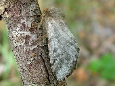 Thaumetopoea pityocampa