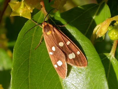 Dysauxes (Dysauxes) famula