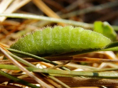 Lycaena (Heodes) virgaureae