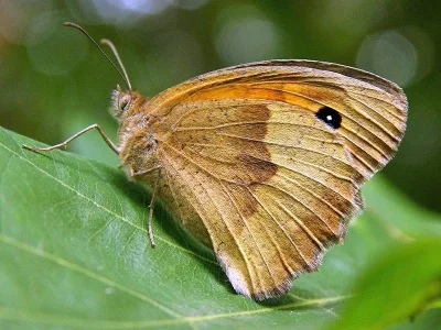 Maniola jurtina