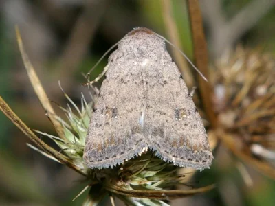 Caradrina (Paradrina) clavipalpis