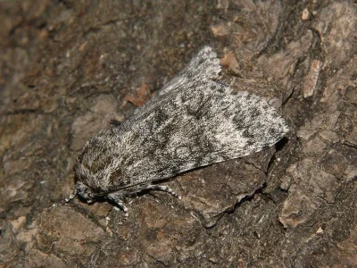 Acronicta (Subacronicta) megacephala