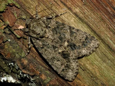 Acronicta (Viminia) rumicis