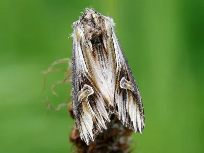 Actinotia polyodon