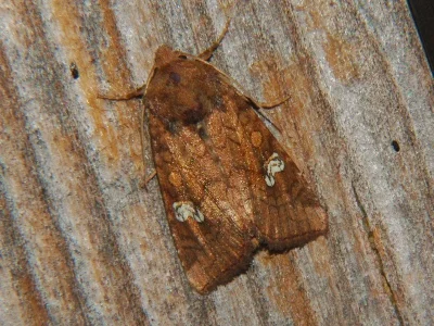 Amphipoea oculea