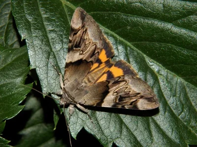 Catocala fulminea