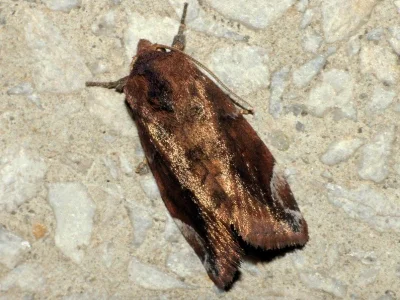Cosmia (Calymnia) pyralina