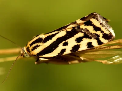 Acontia (Emmelia) trabealis
