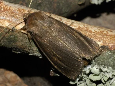Nonagria typhae