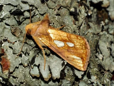 Plusia festucae