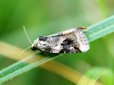Pseudeustrotia candidula