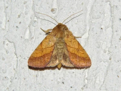 Pyrrhia umbra