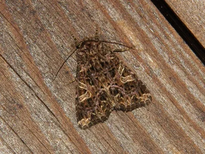 Sideridis (Aneda) rivularis