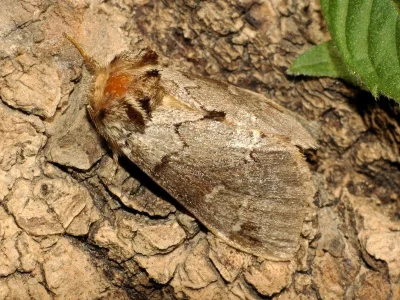 Drymonia obliterata