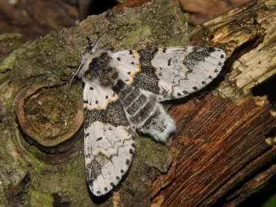 Furcula bicuspis