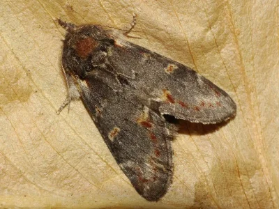 Notodonta dromedarius