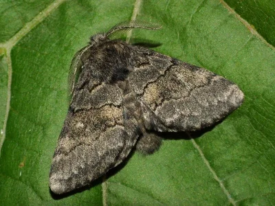 Gluphisia crenata