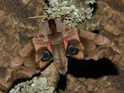 Smerinthus ocellata