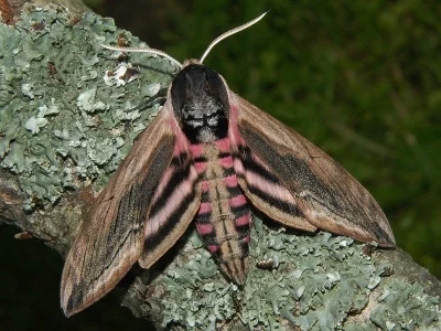 Sphinx ligustri
