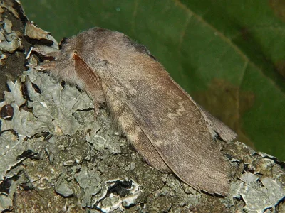Stauropus fagi