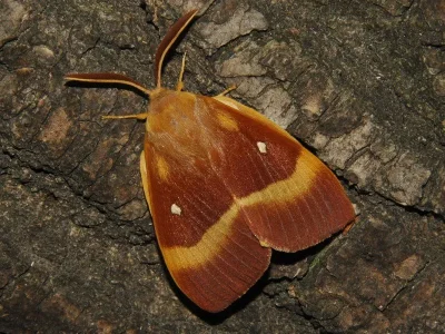 Lasiocampa (Lasiocampa) quercus