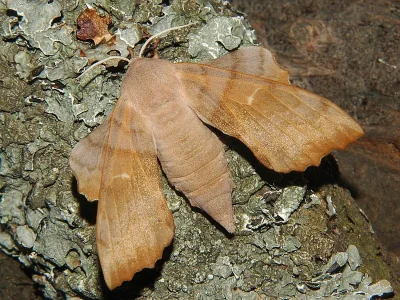 Laothoe populi