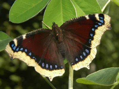 Nymphalis (Nymphalis) antiopa