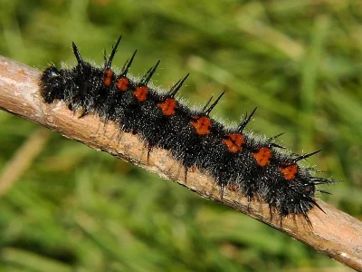 Nymphalis (N.) antiopa