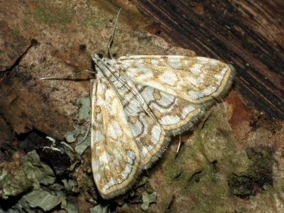 Elophila (Elophila) nymphaeata