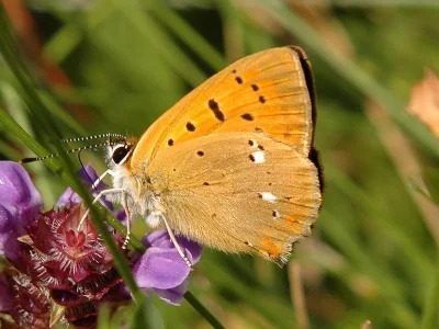 Lycaena (Heodes) virgaureae