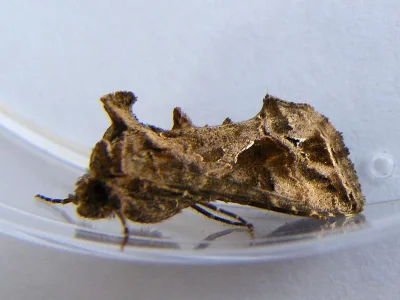 Ctenoplusia (Ctenoplusia) accentifera