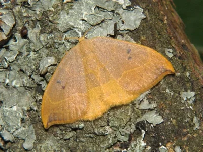 Watsonalla binaria