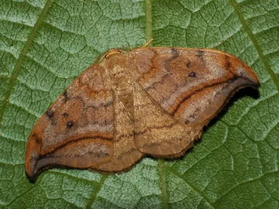 Drepana curvatula