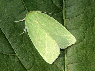Bena bicolorana